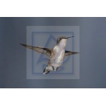 Kabel przedłużający 3mb HUMMINBIRD EC-TS10 